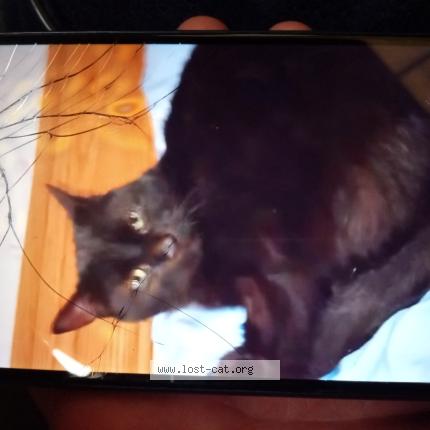 Photo 1/1 Charlie Chat perdu à Lafayette