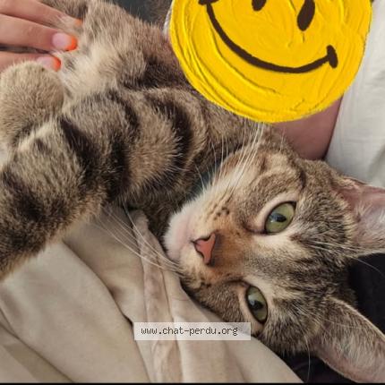 Photo 1/1 Caline Chat perdu à Saint etienne du rouvray