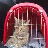 Photo de chat trouvé à Reims