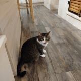 Photo de chat perdu à Lugon Et L Ile Du Carney