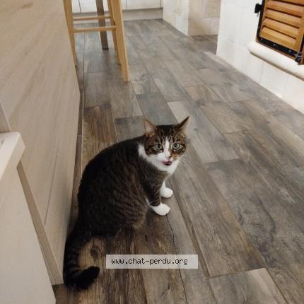 Photo 1/1 Saphir Chat perdu à Lugon et l ile du carney