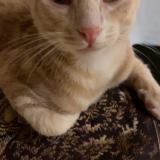 Photo de chat perdu à Niort