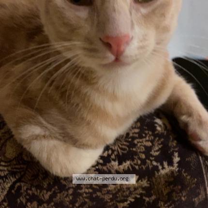 Photo 1/1 Gribouille Chat perdu à Niort