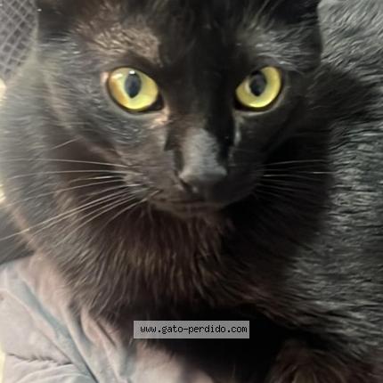 Photo 1/1 Baphy Chat perdu à Cdmx