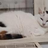 Photo de chat perdu à Thouron