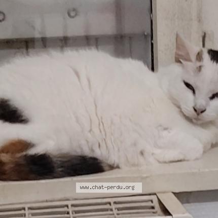 Photo 1/1 Zola Chat perdu à Thouron