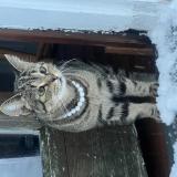 Photo de chat perdu à District Heights