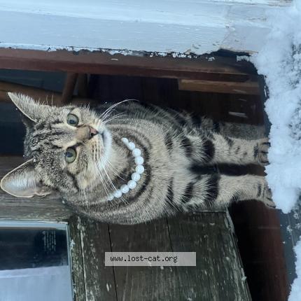 Photo 1/1 Minga Chat perdu à District heights