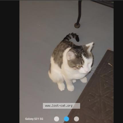 Photo 1/1 Chat trouvé Trouvé à Roselle