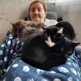 Photo de chat perdu à Noisy Le Sec