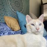 Photo de chat perdu à Antigua