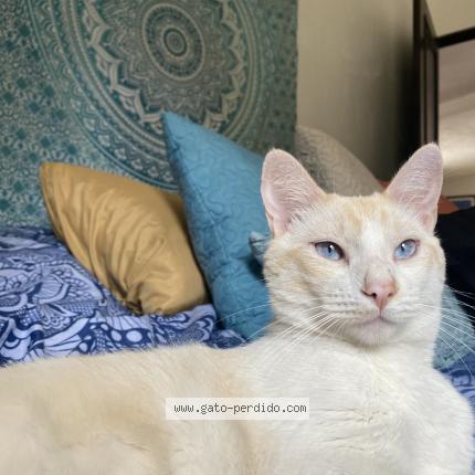 Photo 1/1 Zaphiro Chat perdu à Antigua