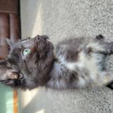 Photo de chat perdu à Marshfield