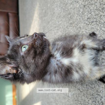 Photo 1/1 Lexi Chat perdu à Marshfield