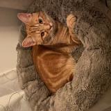 Photo de chat perdu à Camiers Ste Cecile