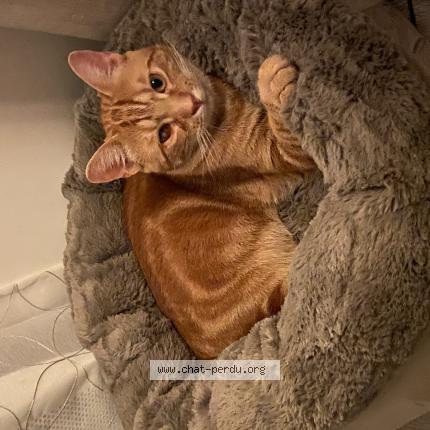 Photo 1/1 Wylo Chat perdu à Camiers ste cecile