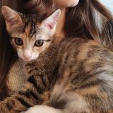 Photo de chat perdu à Roullet Saint Estephe