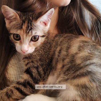 Photo 1/1 Chaussettes Chat perdu à Roullet saint estephe