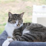 Photo de chat perdu à Sigoules