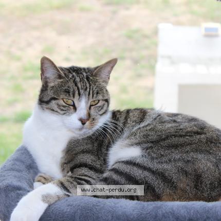 Photo 1/1 Mojito Chat perdu à Sigoules