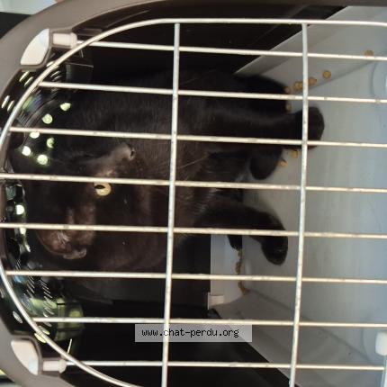 Photo 1/1 Tonio Chat perdu à Bidart