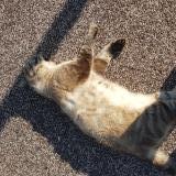 Photo de chat trouvé à La Londe Les Maures