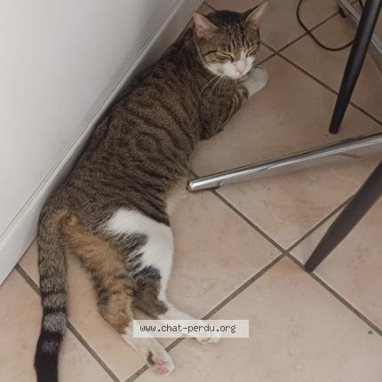 Photo 1/1 Chat retrouvé Perdu à Saint Laurent De La Salanque