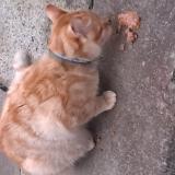 Photo de chat trouvé à Rochefort