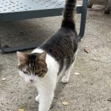 Photo de chat perdu à Issoire