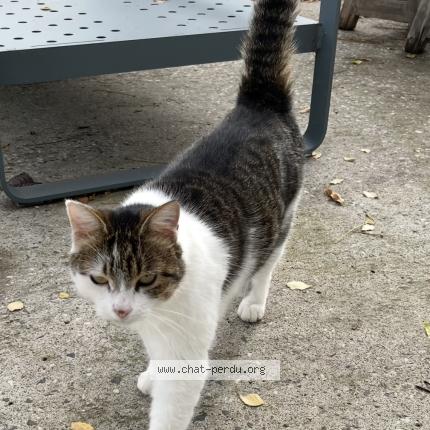 Photo 1/1 Niya Chat perdu à Issoire