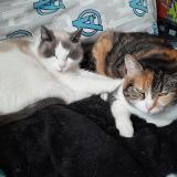 Photo de chat perdu à Bruc Sur Aff Bretagne