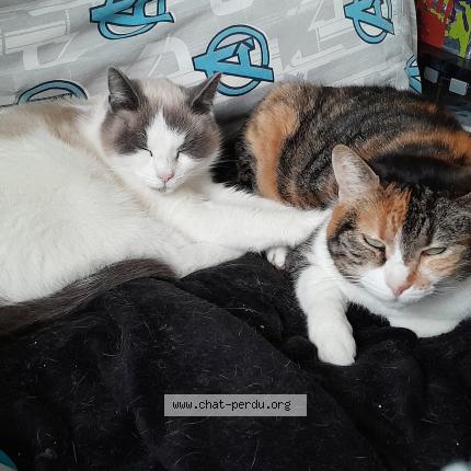 Photo 1/1 Pupuce Chat perdu à Bruc sur aff bretagne