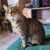 Photo de chat perdu à Niort