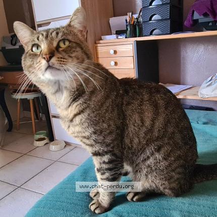 Photo 1/1 Groumi Chat perdu à Niort