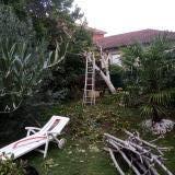 Photo de chat perdu à Vernaison