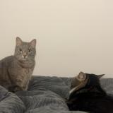 Photo de chat perdu à Nice