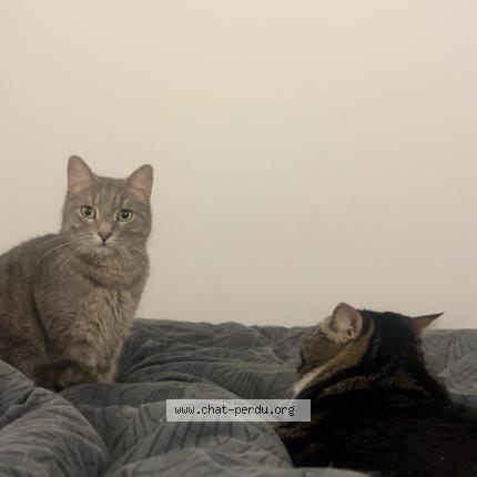 Photo 1/1 Simba Chat perdu à Nice