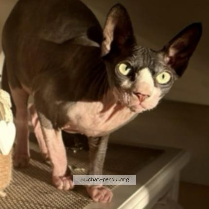 Photo 1/1 Shelby Chat perdu à Michery