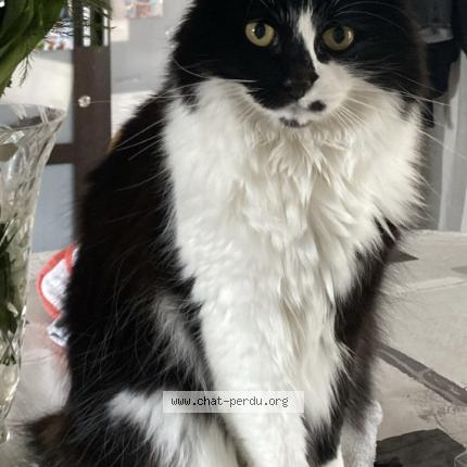 Photo 1/1 Nim Chat perdu à La teste de buch