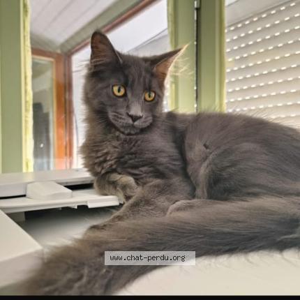 Photo 1/1 Archi Chat perdu à Houdeng aimeries