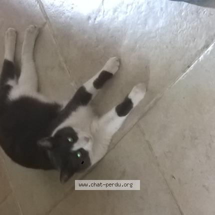 Photo 1/1 Chat retrouvé Perdu à Moulis en medoc