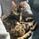 Photo de chat perdu à Saint Cyr L Ecole