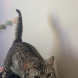 Photo de chat perdu à Aubignan