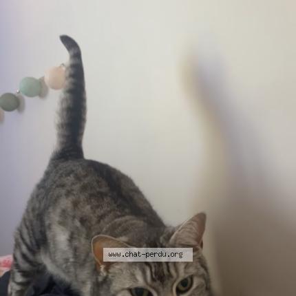 Photo 1/1 Chat retrouvé Perdu à Aubignan