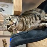 Photo de chat perdu à Monsteroux Milieu