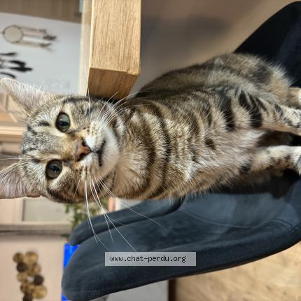 Photo 1/1 Charly Chat perdu à Monsteroux milieu