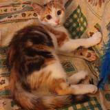 Photo de chat perdu à Gerardmer