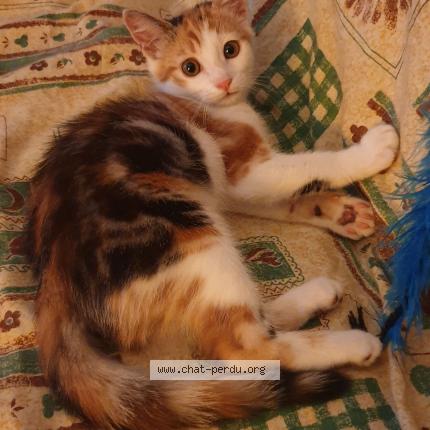 Photo 1/1 POSSUM Chat perdu à Gerardmer