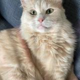 Photo de chat perdu à Plougastel