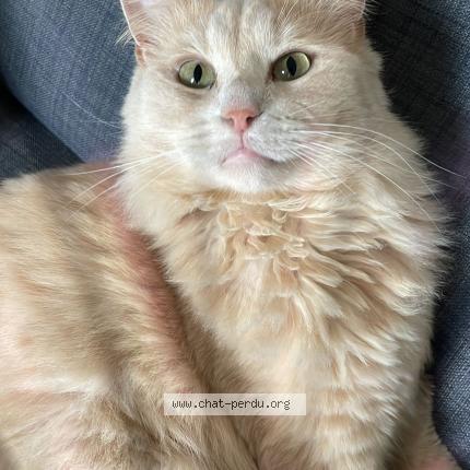 Photo 1/1 Doug Chat perdu à Plougastel